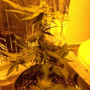 Grand Daddy Purp Grow from Seed