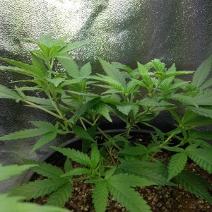 Grand Daddy Purp Grow from Seed