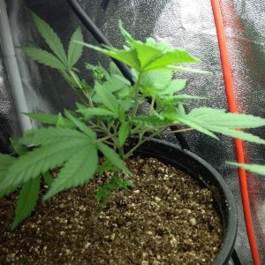 Grand Daddy Purp Grow from Seed