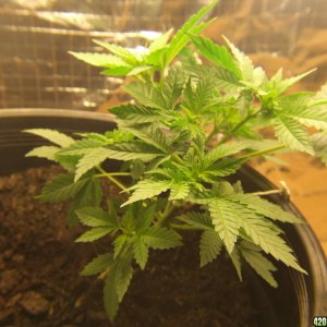 Bagseed 1.1