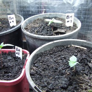 Blue Mammoth and White Lavender Sprouts