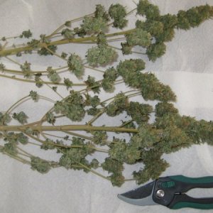 A Chronic Harvest