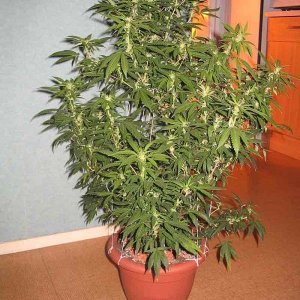 Cannabis_Plant_11