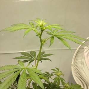 day 17 into flowering