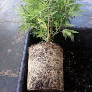 Stacked Kush Roots