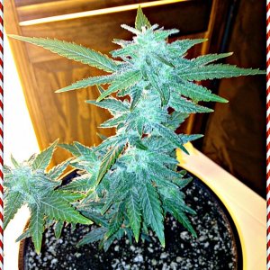 Grand Daddy Purp Grow from Seed