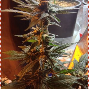 Grand Daddy Purp Grow from Seed