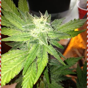 Grand Daddy Purp Grow from Seed