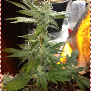 Grand Daddy Purp Grow from Seed