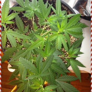 Grand Daddy Purp Grow from Seed