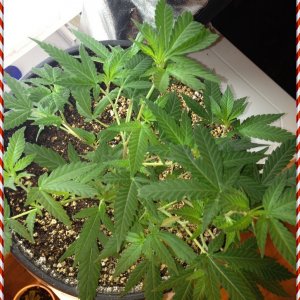 Grand Daddy Purp Grow from Seed