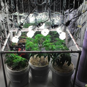 Growroom_SCROG(12-17-12)