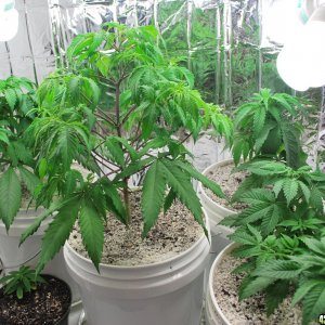 Growroom_preSCROG(12-16-12)