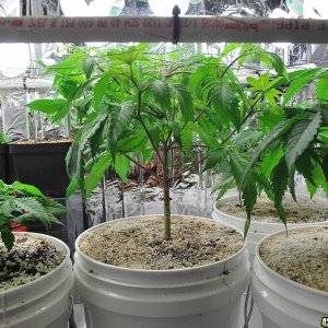 Growroom_underSCROG(12-17-12)