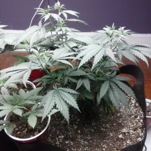 Kings Kush Mother