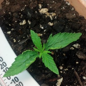 first grow problem