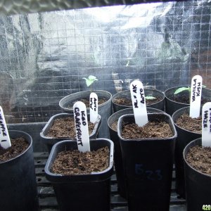 New_strain_seedlings