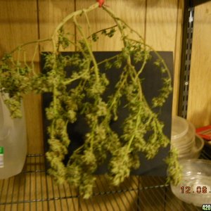 Aurora Indica hanging