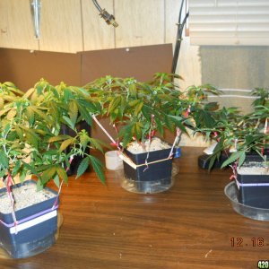 transplant 3 girls