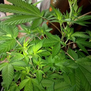 Grand Daddy Purp Grow from Seed