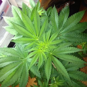 Grand Daddy Purp Grow from Seed