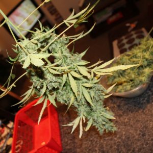 Kush Harvest