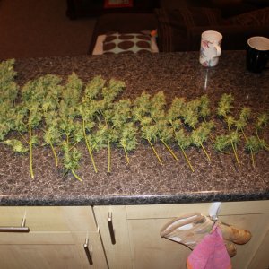 Kush Harvest