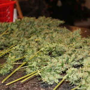 Kush Harvest