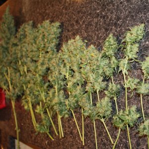 Kush Harvest