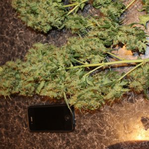 Kush Harvest