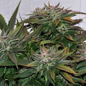 DSC_0137_scrog