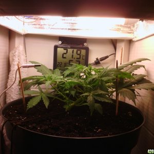 Super Skunk Auto [03/01/2013]