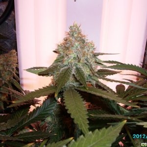 Grow_2012_sept_044