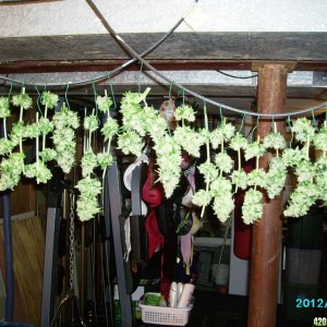 Grow_2012_sept_053