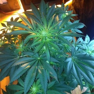 Grand Daddy Purp Grow from Seed