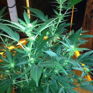 Grand Daddy Purp Grow from Seed