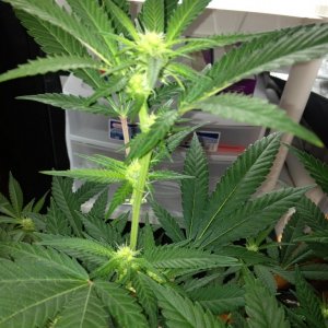 Grand Daddy Purp Grow from Seed