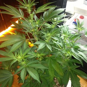 Grand Daddy Purp Grow from Seed