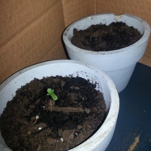 3rd grow