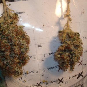 OG Kush & Blue Widow Harvest (Drying & Curing)