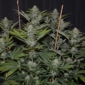 BLUE WIDOW- DINAFEM