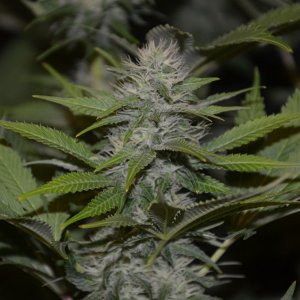 BLUE WIDOW- DINAFEM