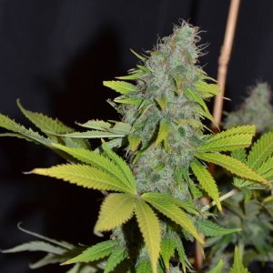 BLUE WIDOW- DINAFEM