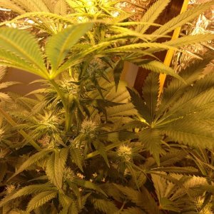 Grand Daddy Purp Grow from Seed