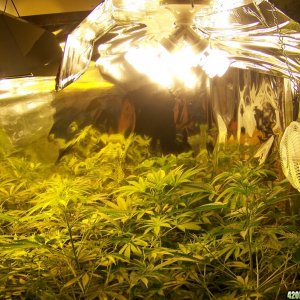 Indoor Soil Grow 400 hps w/12-23watt cfls