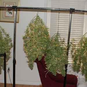 4_HARVESTED_NL_BLUE_AUTOS