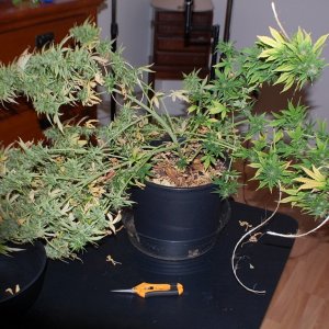 NL_BLUE_AUTO_1