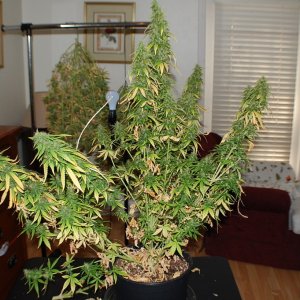 NL_BLUE_AUTO_3