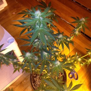 Grand Daddy Purp Grow from Seed