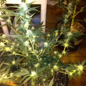 Grand Daddy Purp Grow from Seed